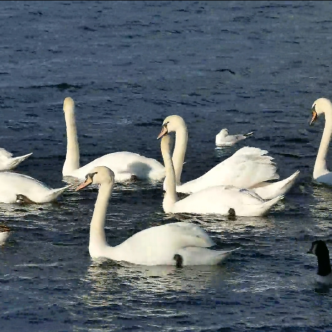 Swimming swans